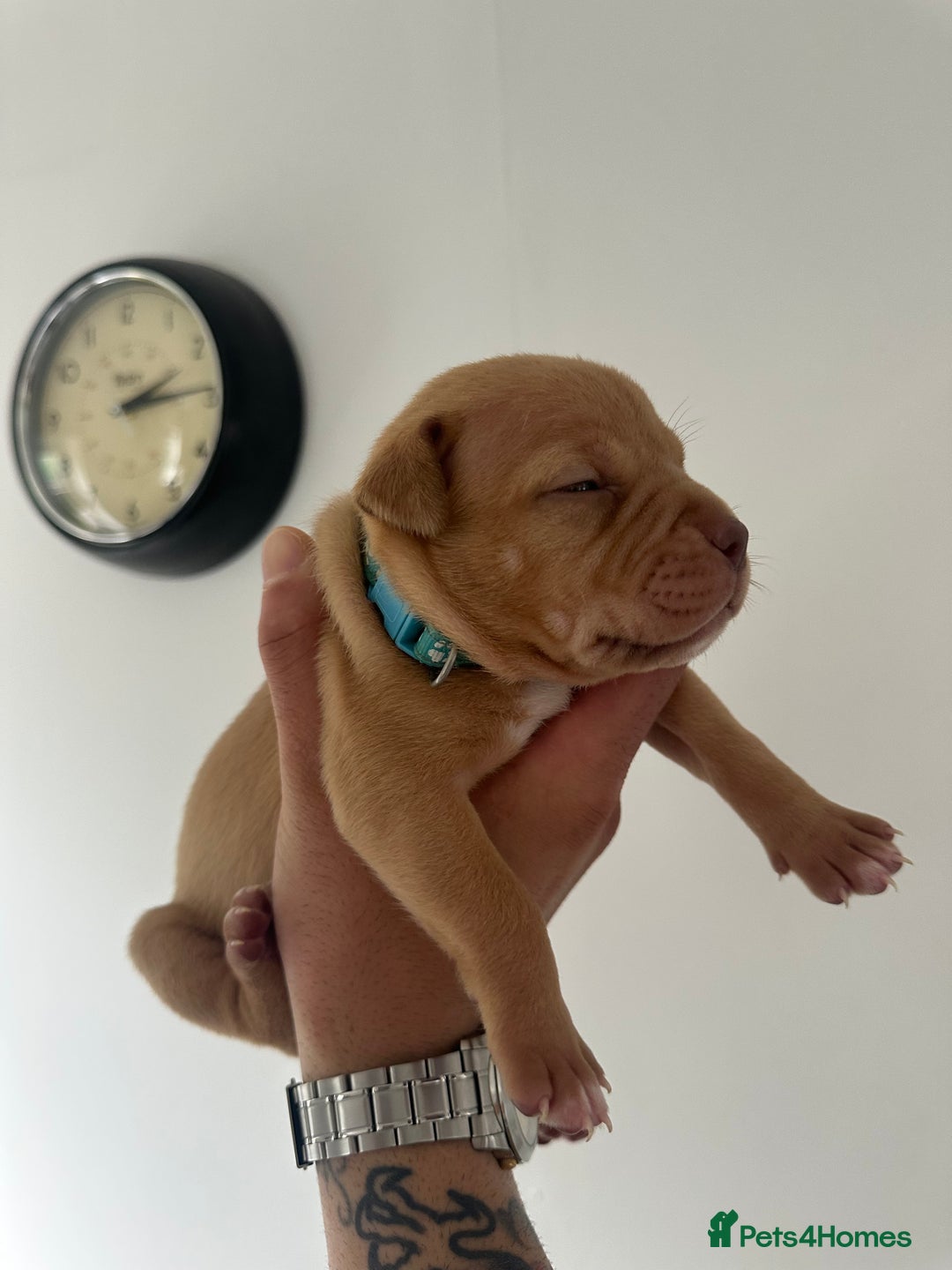 Staffordshire Bull Terrier dogs for sale: Gorgeous Staffy puppy  - Image 6