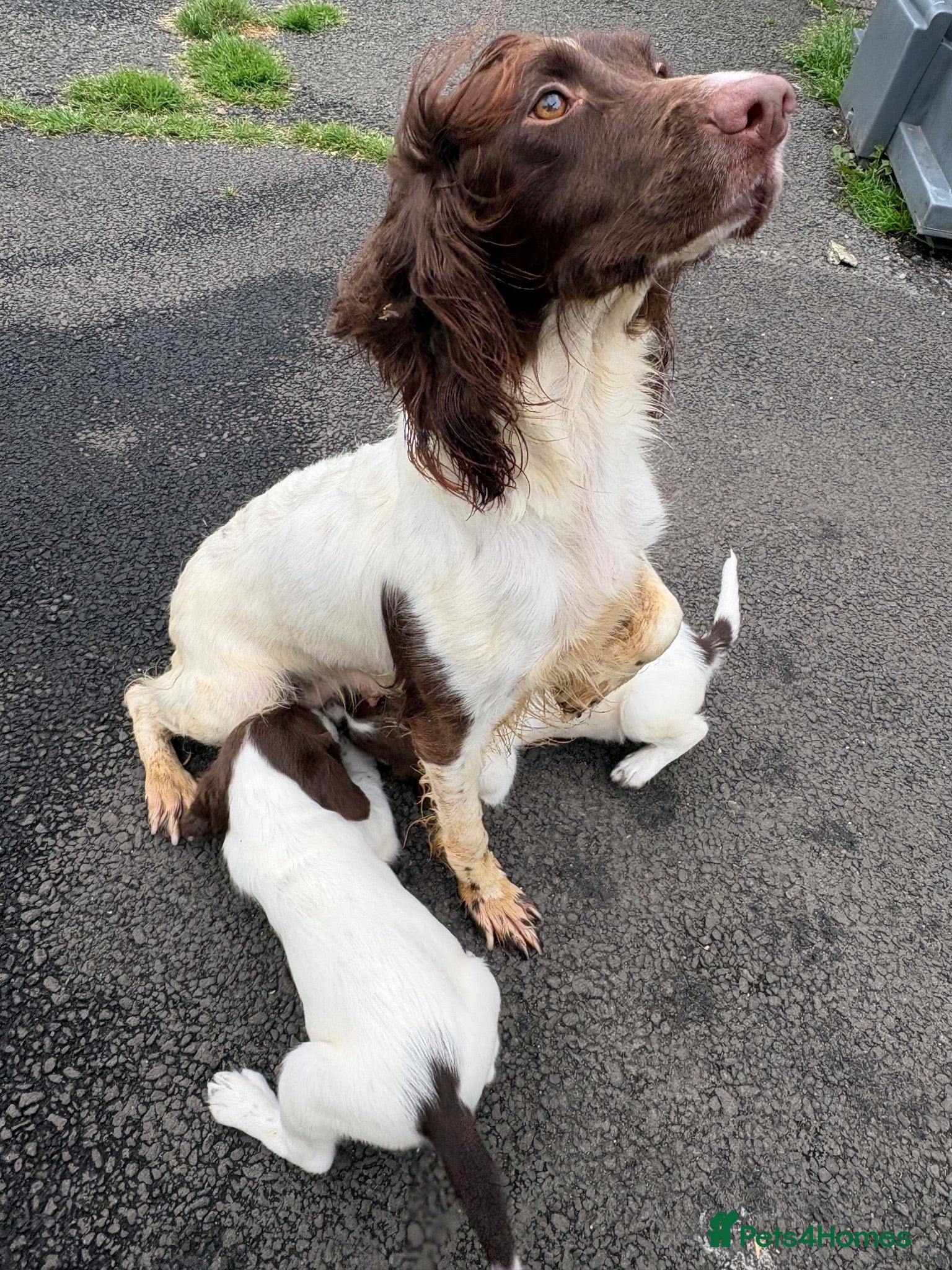 English Springer Spaniel dogs Working Line Liver And White Springer Spaniels - Advert 2