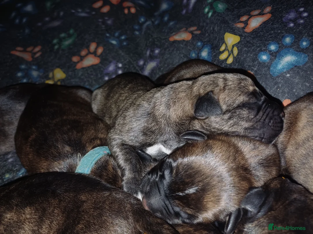 Mixed Breed dogs for sale: CANE CORSO X PRESA CANARIO PUPS £750 - Advert 4