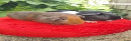 Guinea Pig rodents for sale: Pair of Male Guinea Pigs  - Advert 3