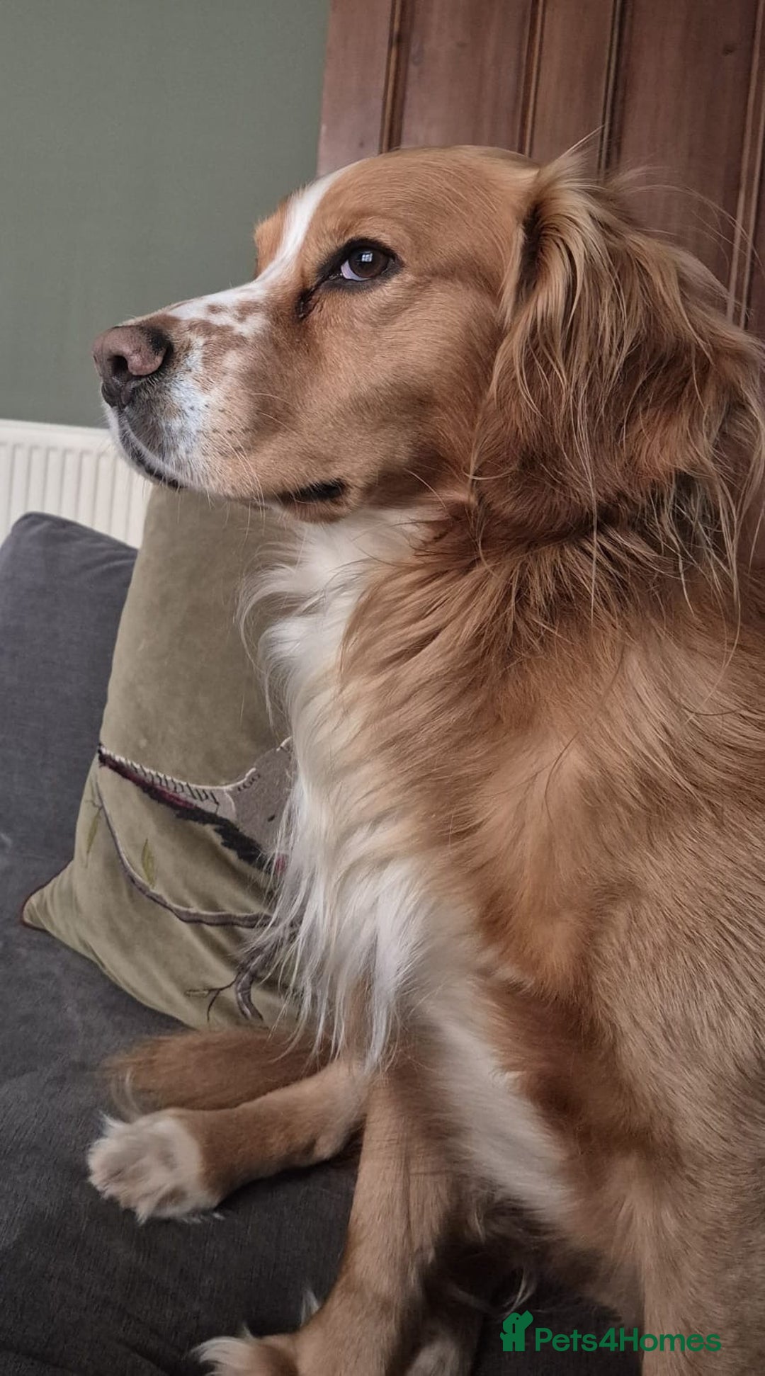 Cocker Spaniel dogs for stud: Cocker Spaniel (working variety) for Stud - Image 1