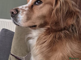 Cocker Spaniel dogs - Advert 12