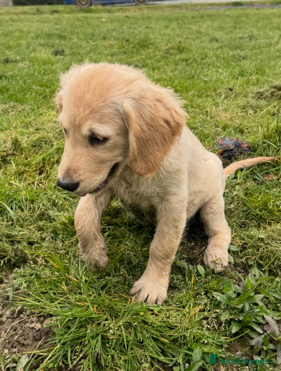 Golden Retriever dogs for sale: Healthy Beautiful GR Puppies - Advert 2