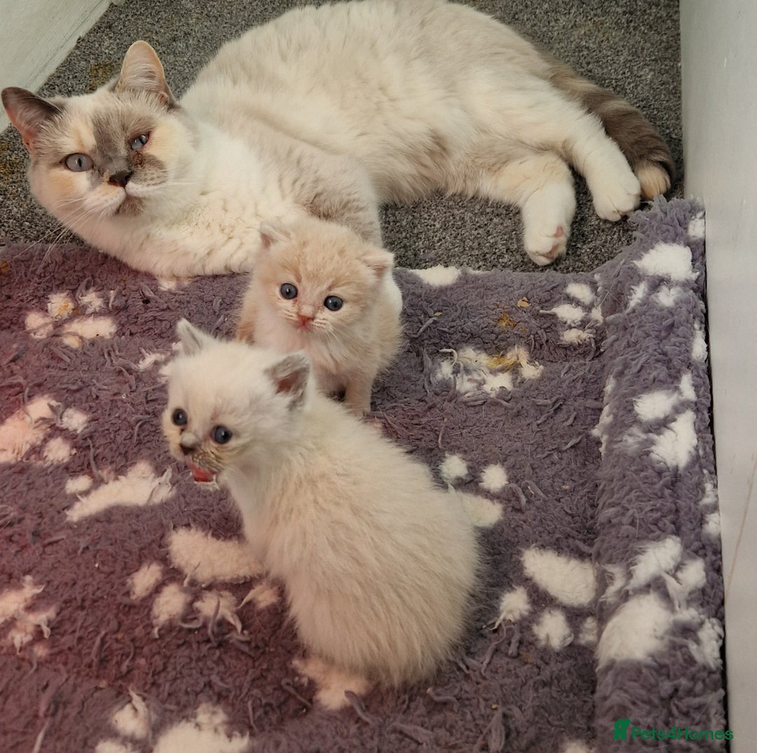 British Shorthair cats for sale: Beautiful Shorthair Kittens  - Advert 1