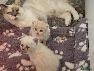 British Shorthair cats Beautiful Shorthair Kittens - Advert 10