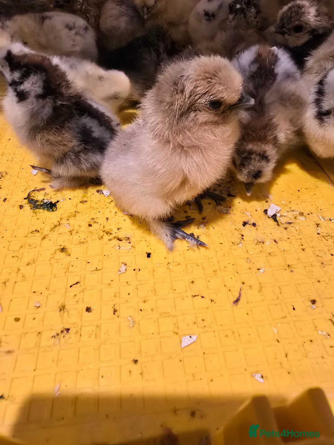 Chickens poultry for sale: Silkie chicks  - Advert 2