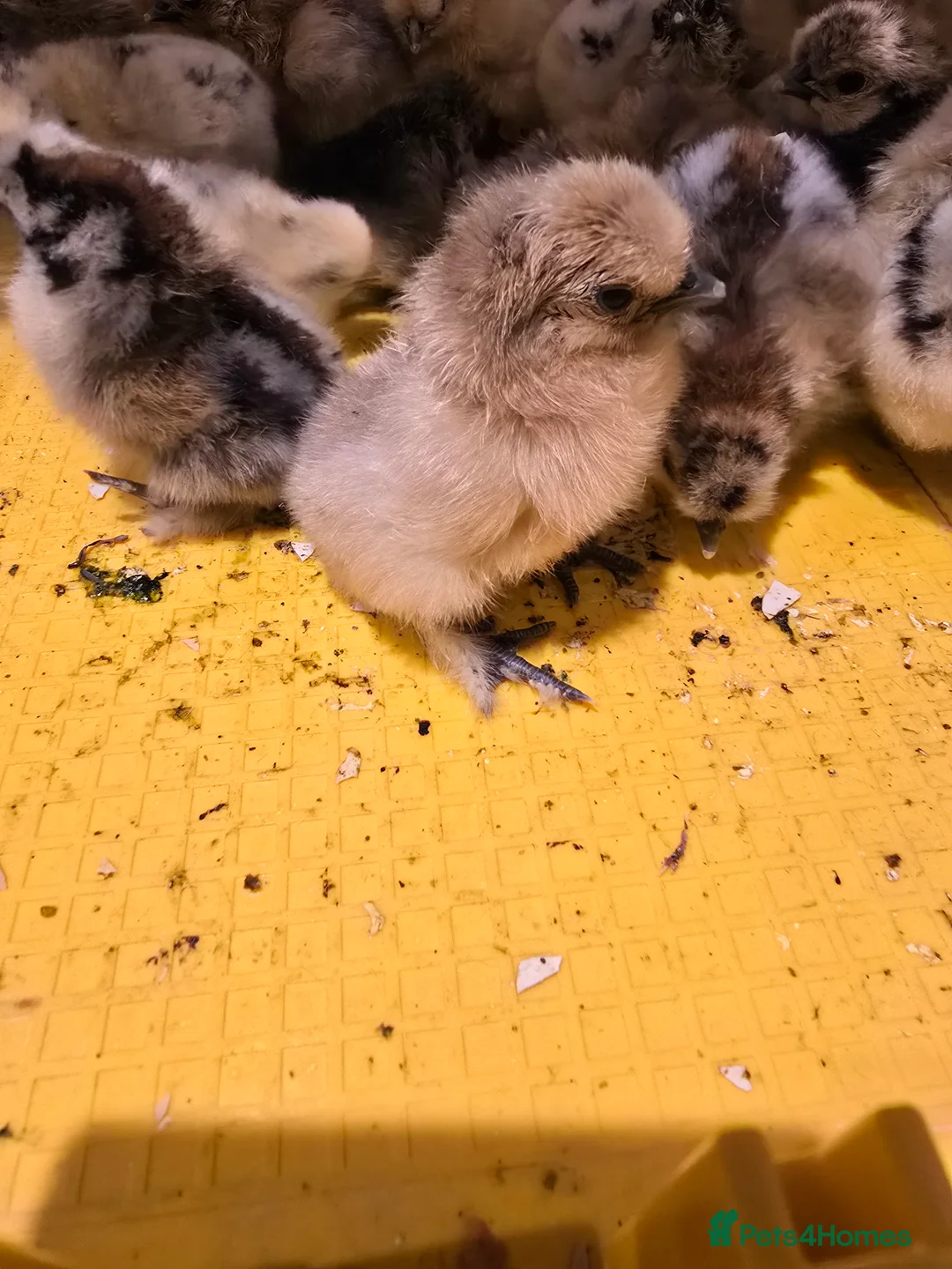 Chickens poultry for sale: Silkie chicks  - Advert 2