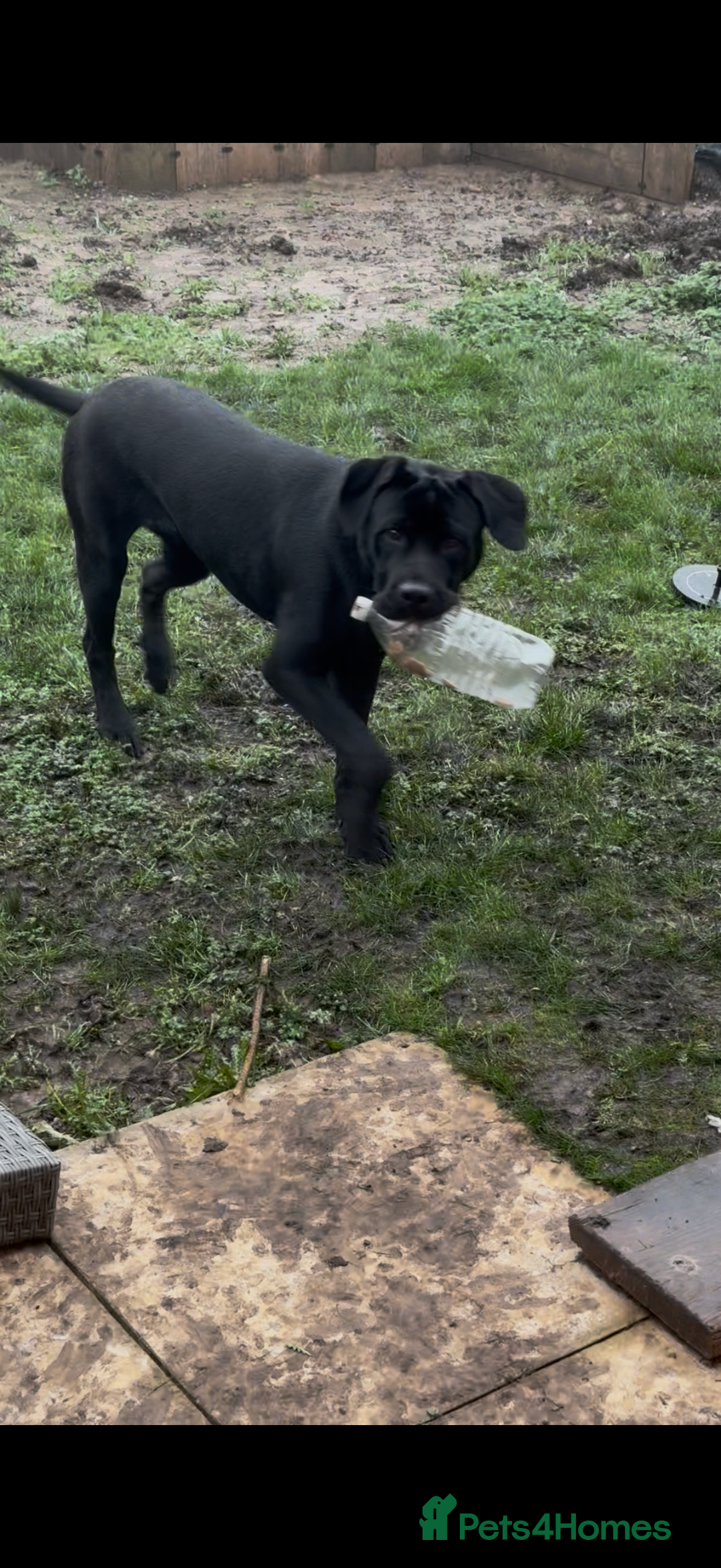 Mixed Breed dogs for sale: 8 month old male cane corso for new loving home - Advert 14