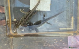 Other/Mixed Breed fish for sale: Axolotl - Image 2