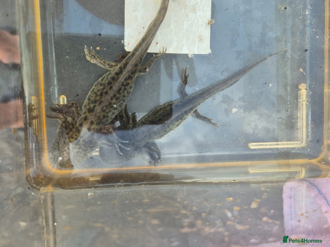 Other/Mixed Breed fish for sale: Axolotl - Image 2