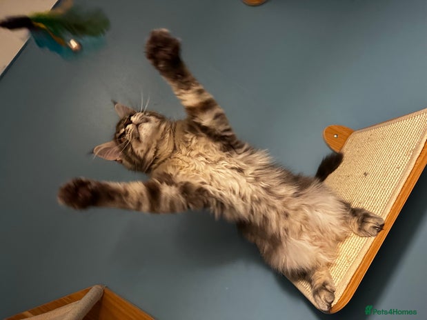 Maine Coon cats GCCF Maine Coon Kittens *1 Female left* - Advert 8