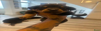 Rottweiler 7
