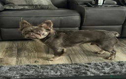 French Bulldog dogs for sale: Fluffy blue French bulldog boy - Advert 6