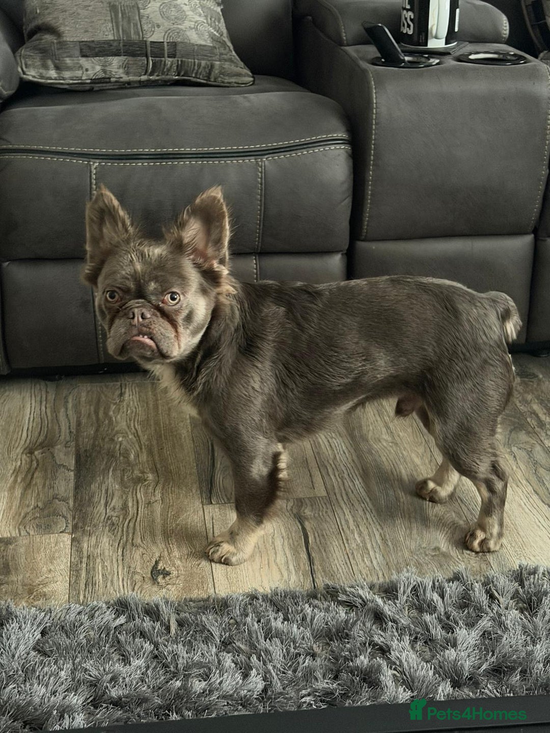 French Bulldog dogs for sale: Fluffy blue French bulldog boy - Advert 6