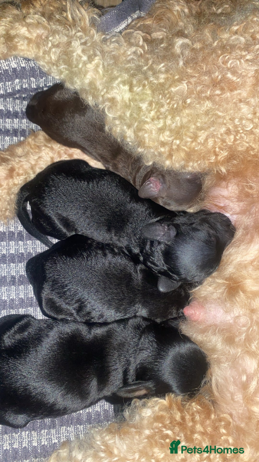 Cockapoo dogs for sale: Cockapoo puppies - Advert 4