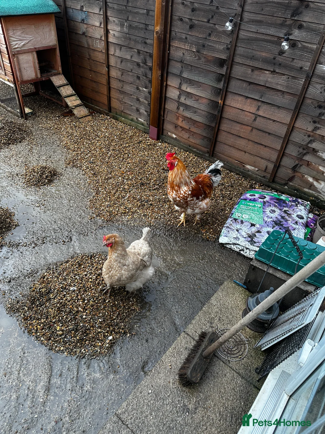 Chickens poultry for sale: 8 Month Old Hen & Cockerel for Sale  Includes Coop - Advert 1