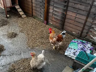 Chickens poultry 8 Month Old Hen & Cockerel for Sale Includes Coop - Advert 2