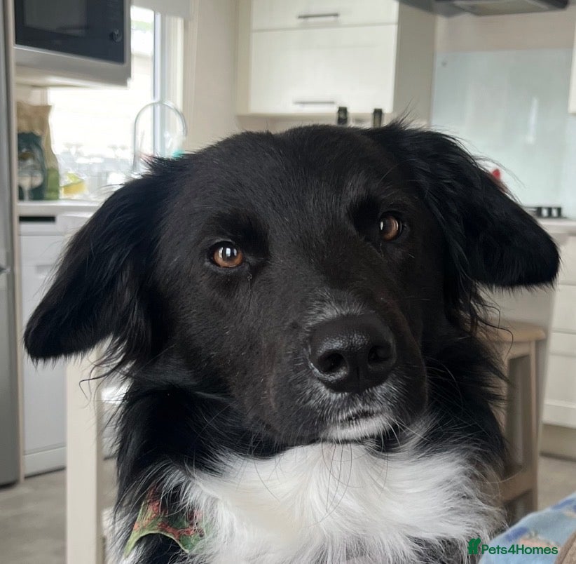 Border Collie dogs Loving home needed  - Advert 1
