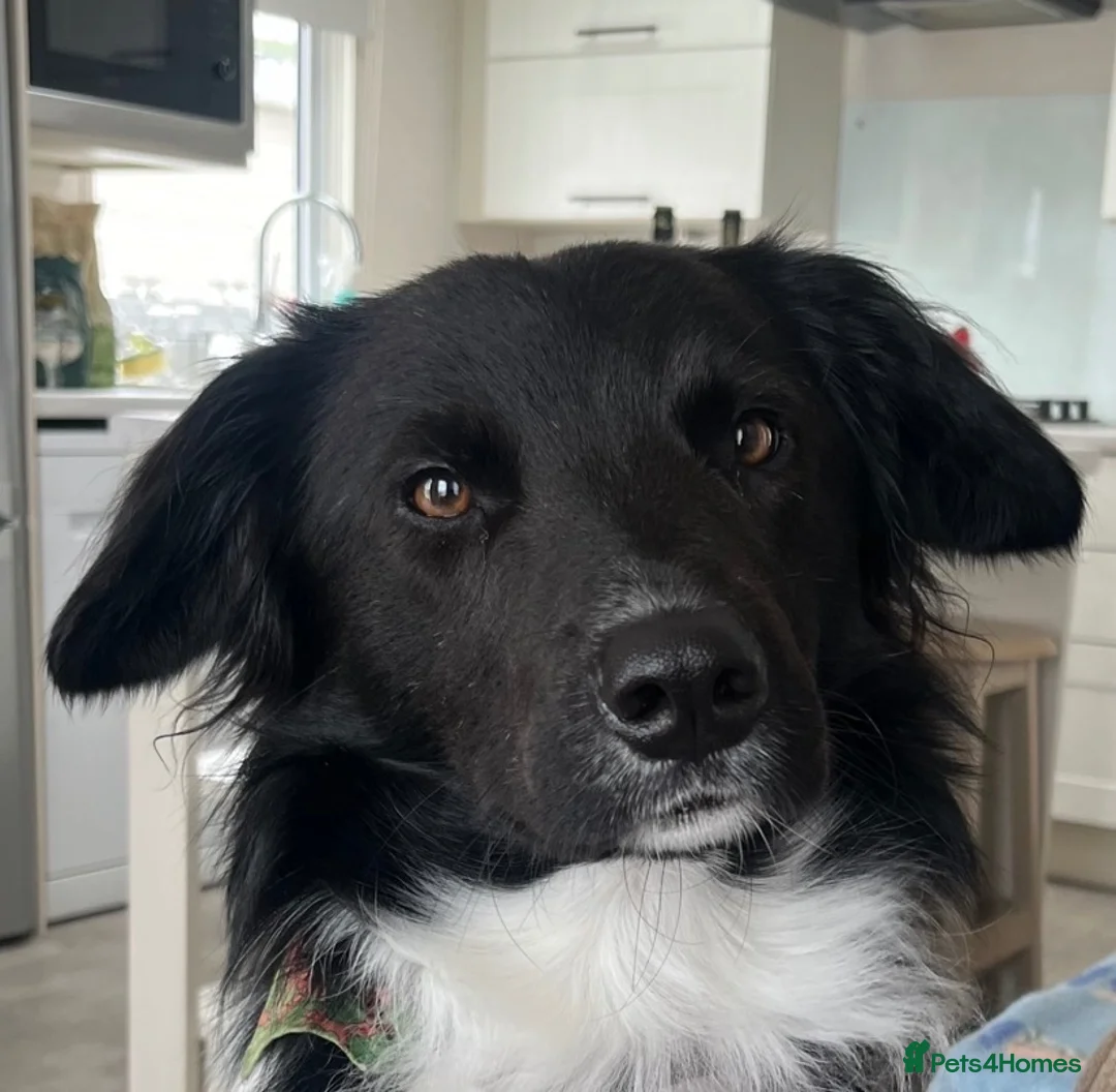 Border Collie dogs for sale: Loving home needed  - Advert 1