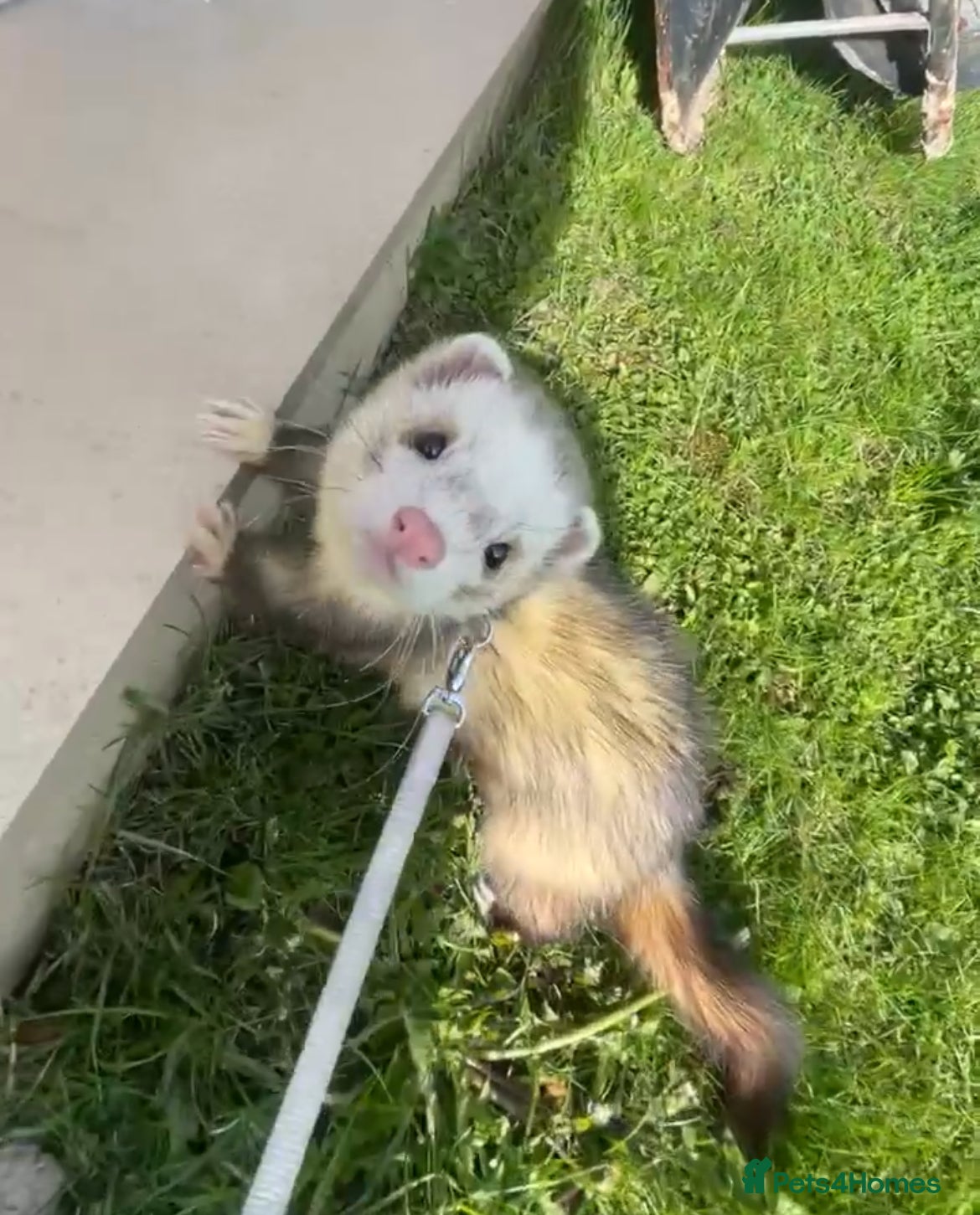 Ferret rodents for sale: Two brother ferrets for sale - Advert 1