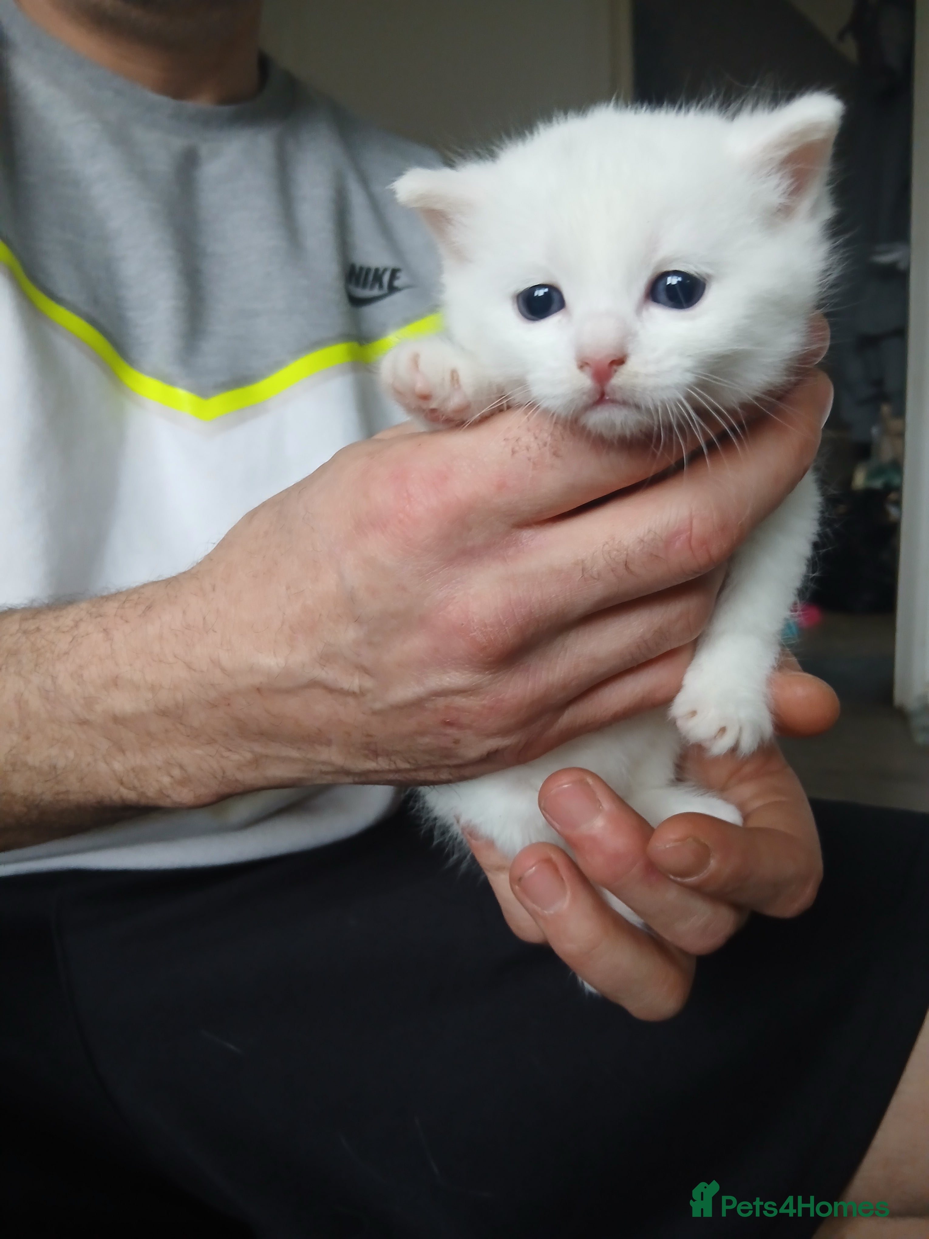 Mixed Breed cats Beautiful kittens - Advert 1