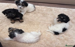 Jackapoo dogs for sale: Jackapoo puppy’s  - Image 2