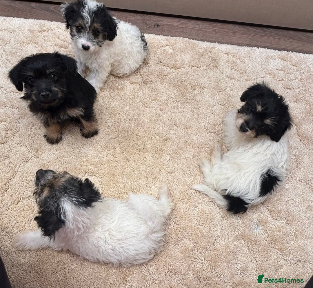 Jackapoo dogs for sale: Jackapoo puppy’s  - Image 2