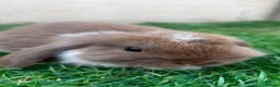 Mini Lion Lop rabbits for sale: lop x Lion head baby bunnies  - Advert 4