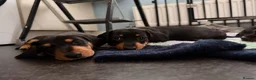 Dachshund dogs for sale: READY NOW REDUCED 1 boy Black & Tan dachshund  - Advert 13