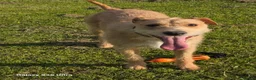 Mixed Breed dogs for sale: Fern 2 years old  in Dukinfield - Advert 2