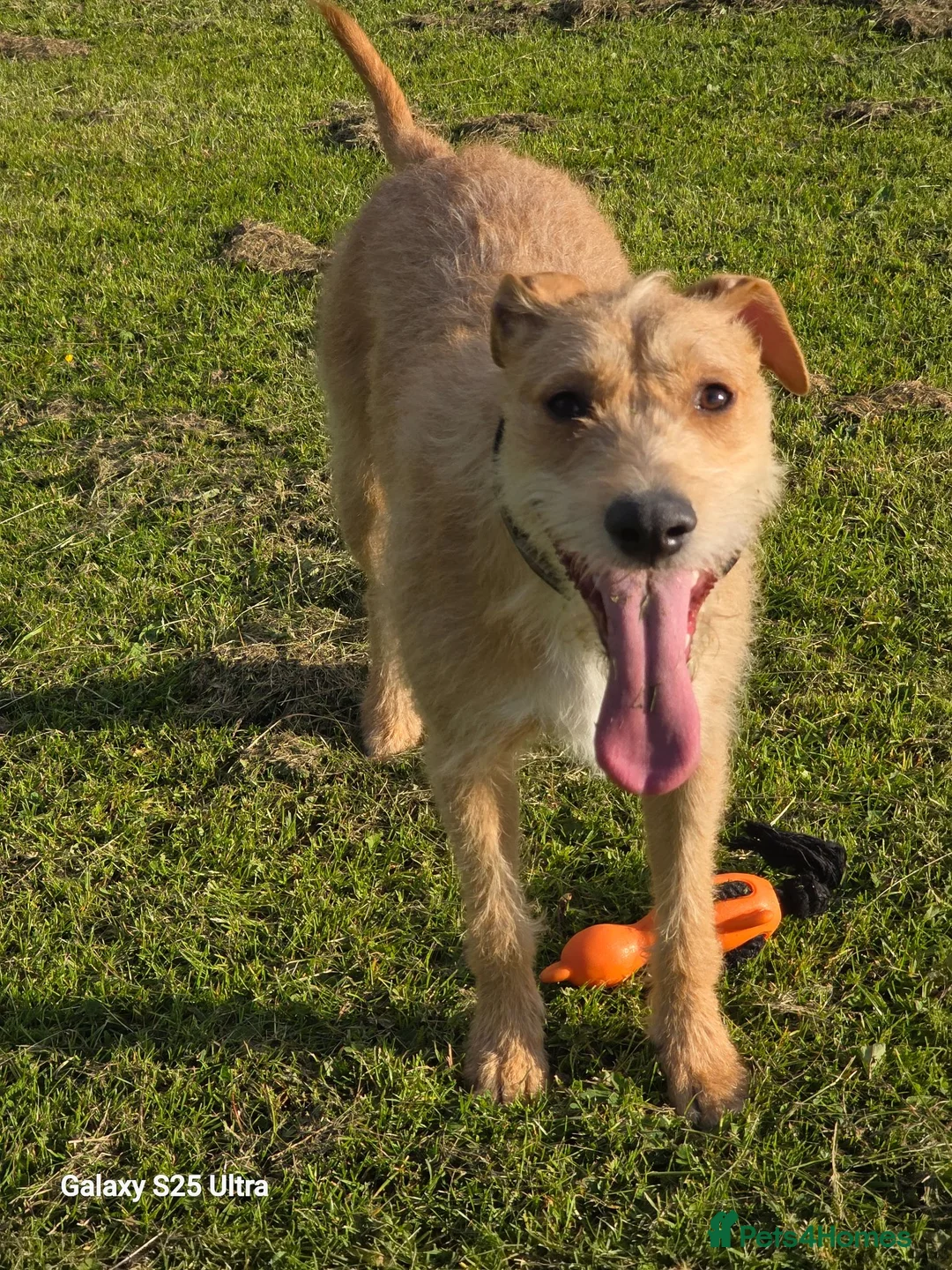 Mixed Breed dogs for sale: Fern 2 years old  in Dukinfield - Advert 2
