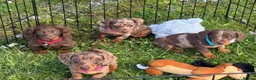 Miniature Dachshund dogs for sale: Miniature dachshund puppies  in Carmarthen - Advert 7