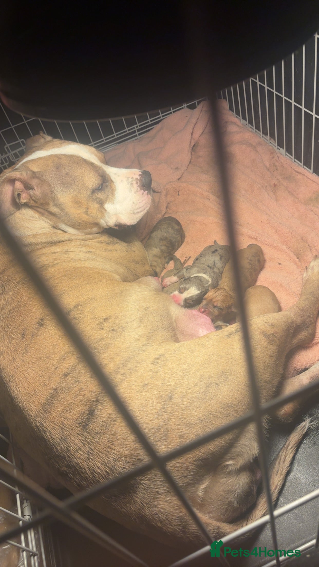 Mixed Breed dogs Puppy’s for sale - Advert 3