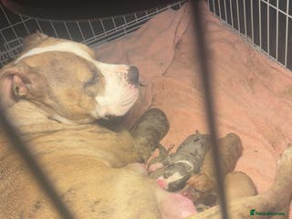 Mixed Breed dogs Puppy’s for sale - Advert 13