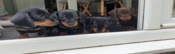 Dachshund dogs for stud: 4kg KC tiny expert Stud Oldham 100% successrecord  in Rochdale - Advert 13