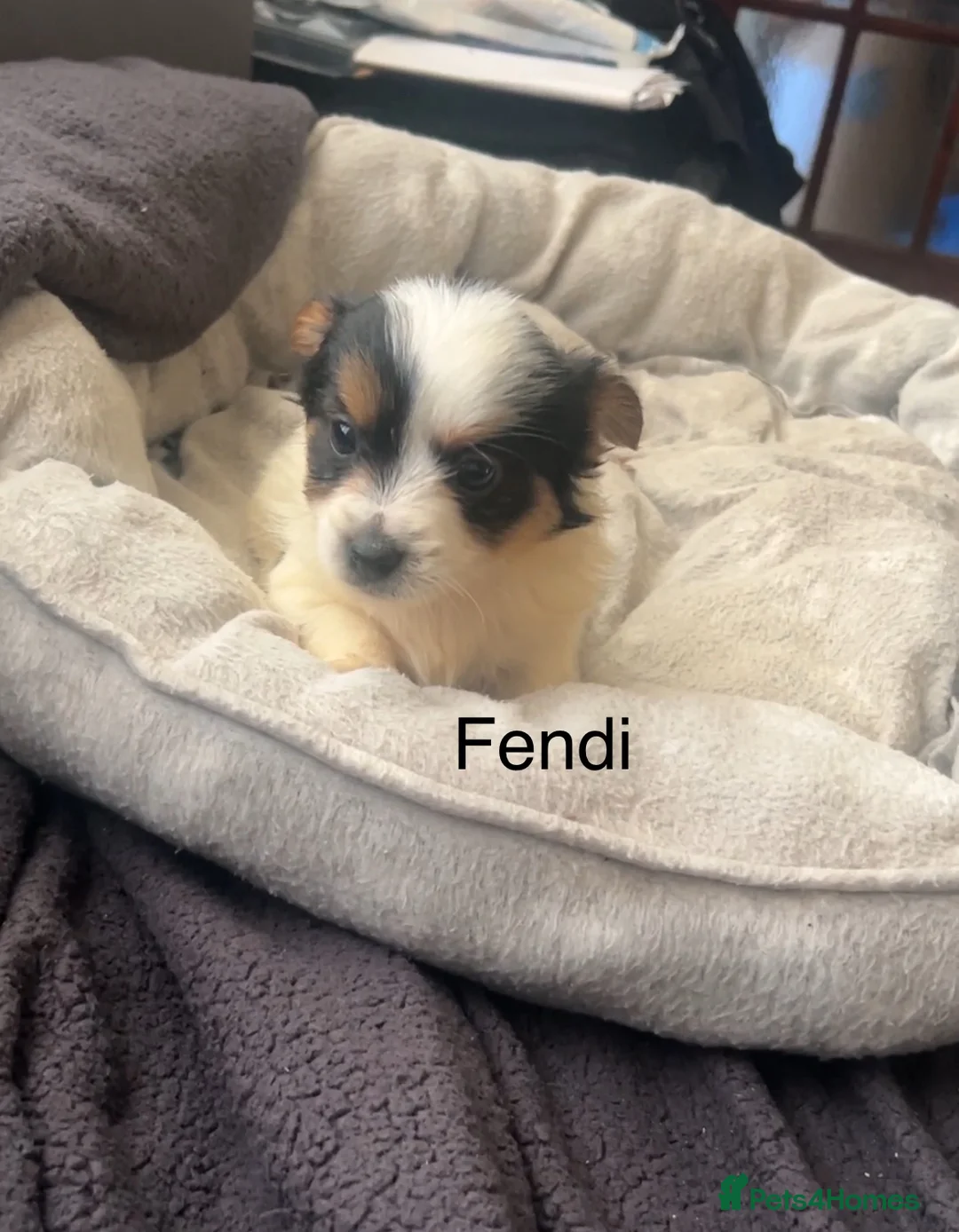Biewer Terrier dogs for sale: Beautiful Biewer terrier puppies for sale  - Advert 6