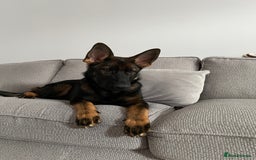 German Shepherd dogs for sale: Female German Shepherd - working line - Advert 29