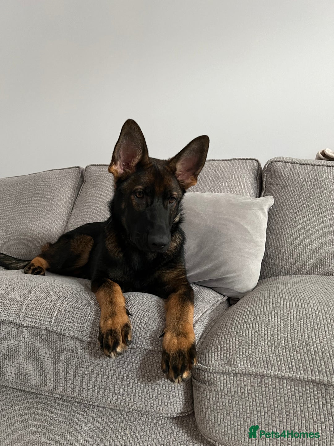 German Shepherd dogs for sale: Female German Shepherd - working line - Advert 29