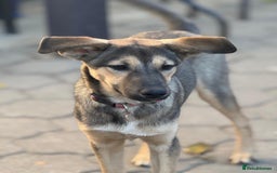 Mixed Breed dogs for adoption: MOCHI – a Superb young Girl for a Loving Home - Advert 32