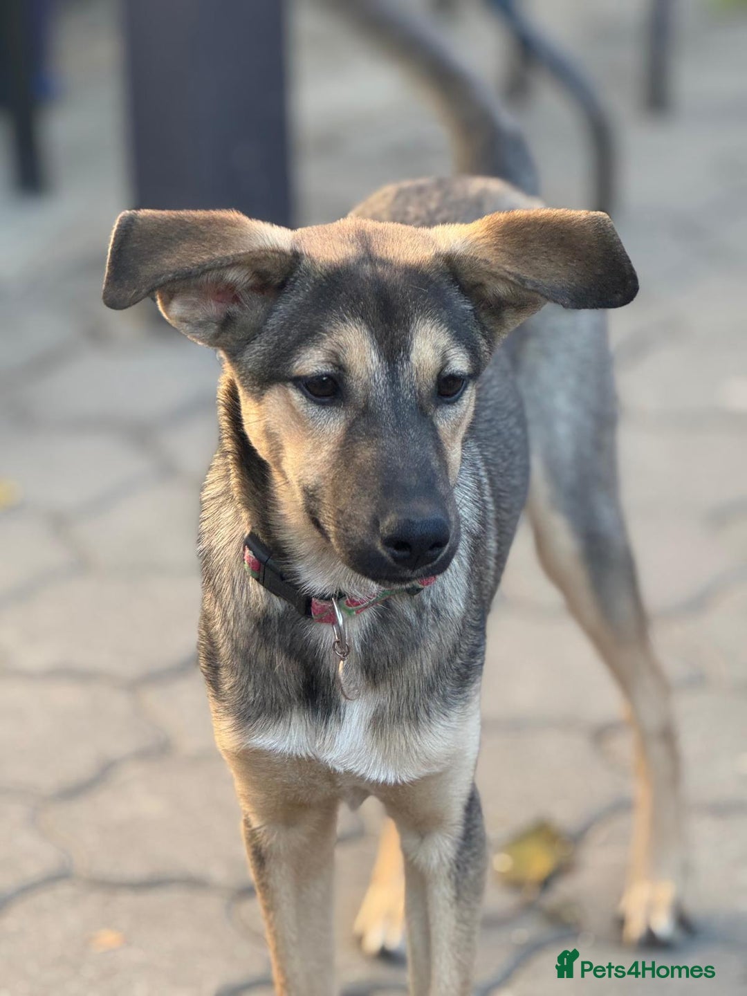 Mixed Breed dogs for adoption: MOCHI – a Superb young Girl for a Loving Home - Advert 32