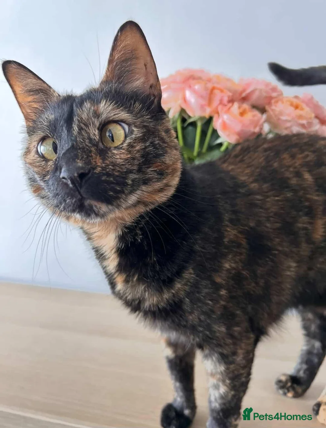 Arabian Mau cats for adoption: Mildred  - Advert 3