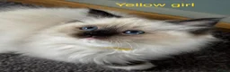 Ragdoll cats for sale: Gorgeous Ragdoll Kittens - Advert 9