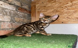 Bengal cats for sale: Top quality pure Bengal kittens available now - Image 8