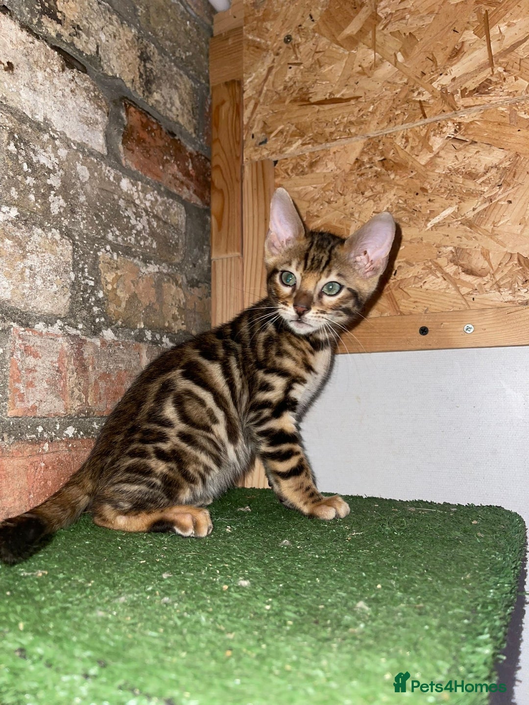 Bengal cats for sale: Top quality pure Bengal kittens available now - Image 8
