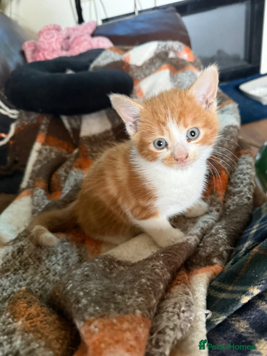 Mixed Breed cats for sale: Kittens Manchester - Advert 1