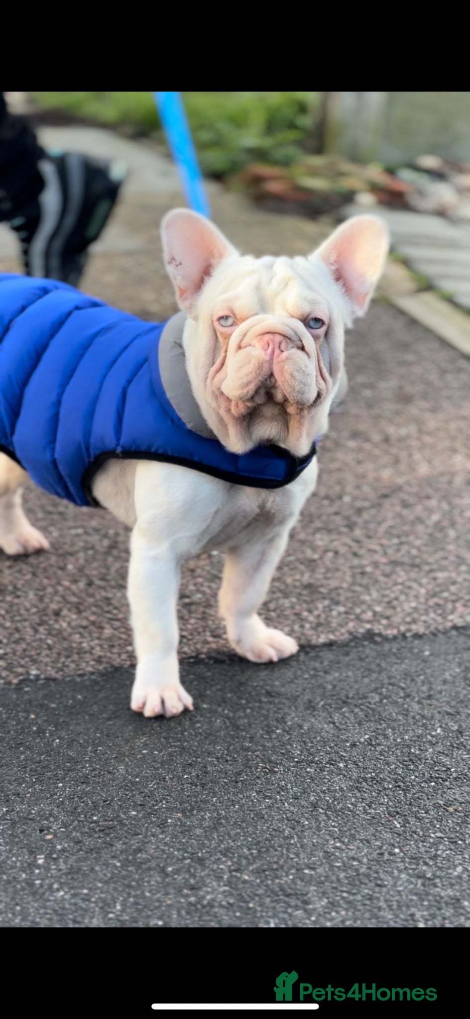 French Bulldog dogs Male pink  **  French bulldog - Advert 1