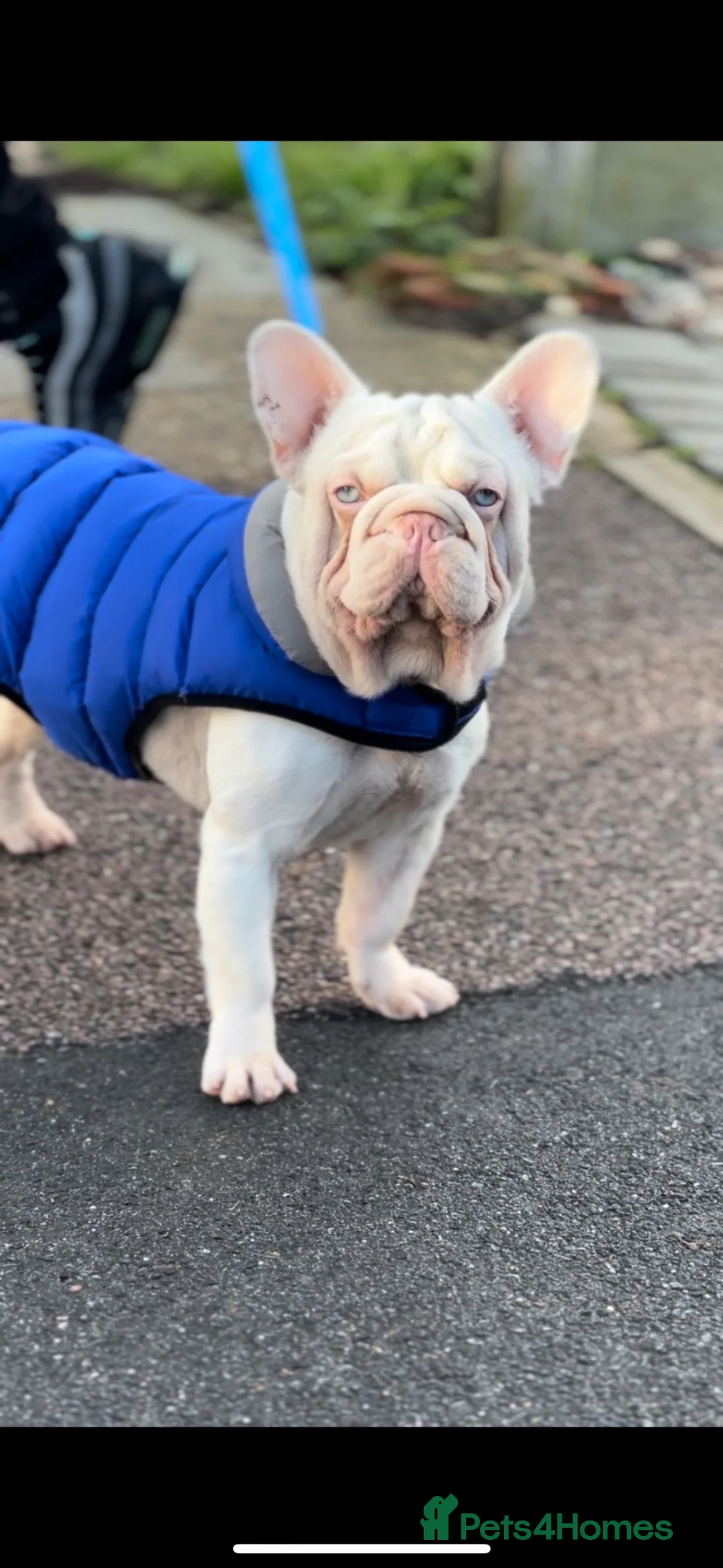 French Bulldog dogs for stud: Male pink  **  French bulldog - Advert 1