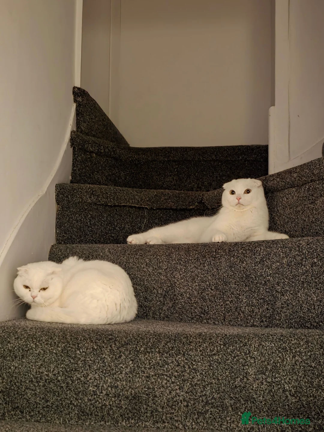 Scottish Fold cats for sale:  10-Month-Old Scottish Fold Boy in Stanmore - Advert 6
