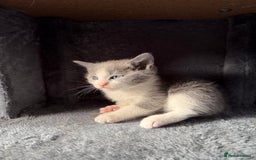 Russian Blue cats for sale: Russian Blue x BSH mixed breed Kittens  - Image 10