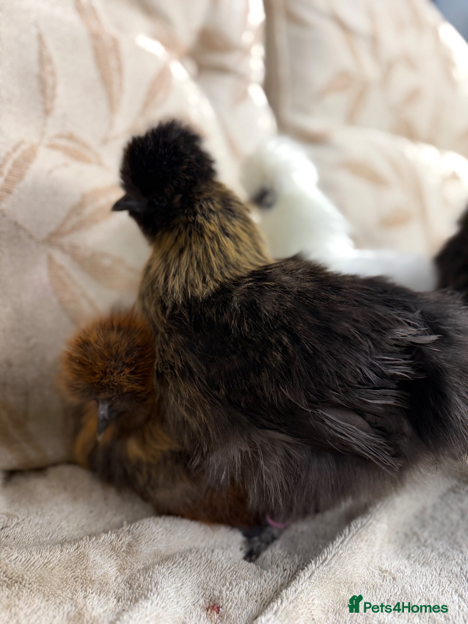 Chickens poultry 5 x silkie pullets - Advert 1